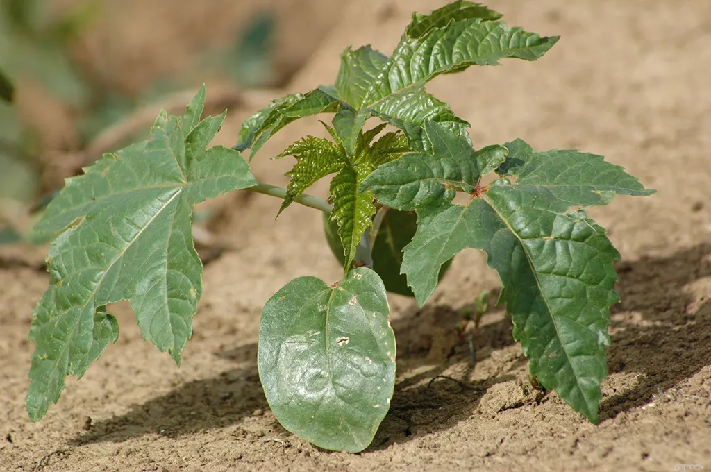 Castor Bean, Palma Christi (Ricinus Communis) — Ricinus communis comes in a variety of colors; fast-growing tropical perennial reaching up to 10, image 107