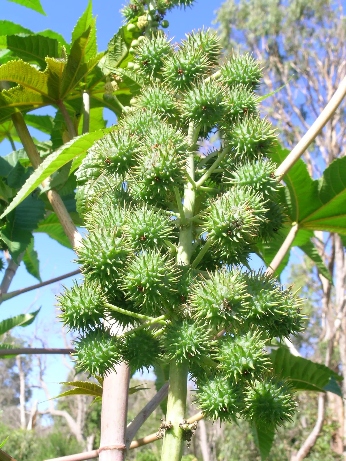 Castor Bean, Palma Christi (Ricinus Communis) — place the Castor Bean in areas away from pets and children; scientifically known as Ricinus communis and also
