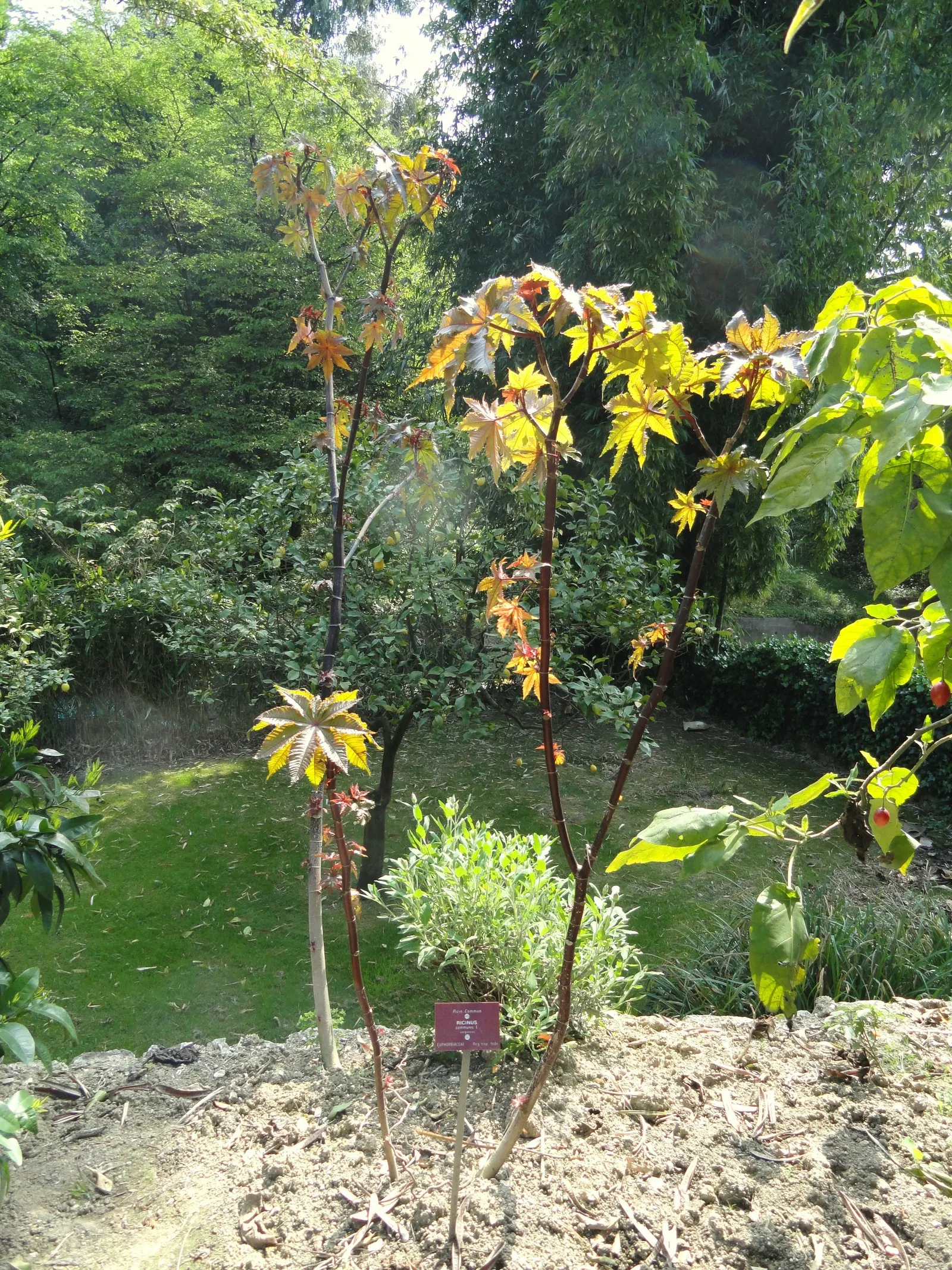 Castor Bean, Palma Christi (Ricinus Communis) — Ricinus communis comes in a variety of colors; fast-growing tropical perennial reaching up to 10, image 83