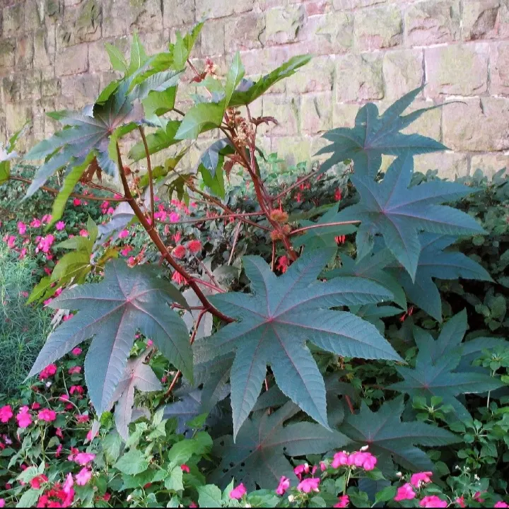 Castor Bean, Palma Christi (Ricinus Communis) — Caution: all plant parts contain toxic ricin, especially the seeds; the Castor Bean 'Ricinus, image 148