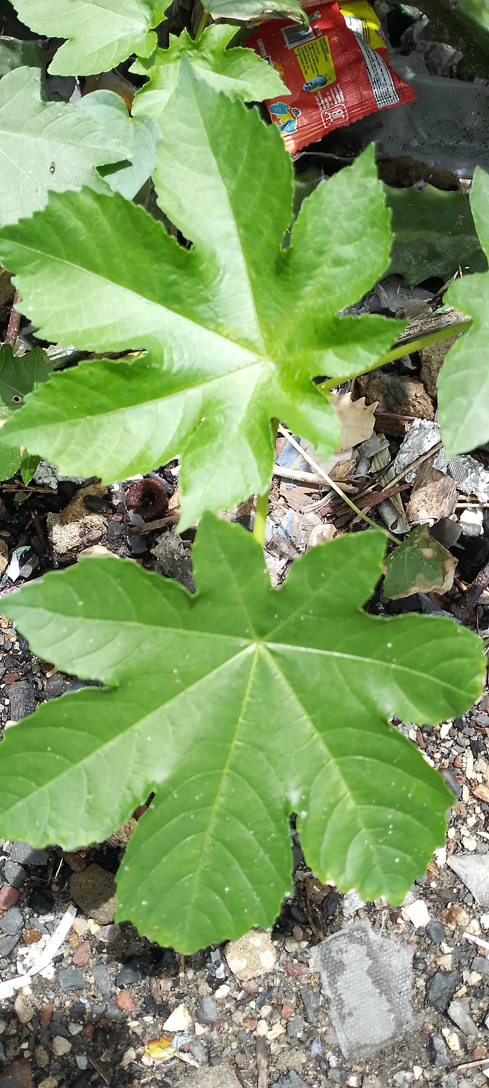 Castor Bean, Palma Christi (Ricinus Communis) — fast-growing tropical perennial reaching up to 10 feet in height; ricinus communis comes in a variety of colors