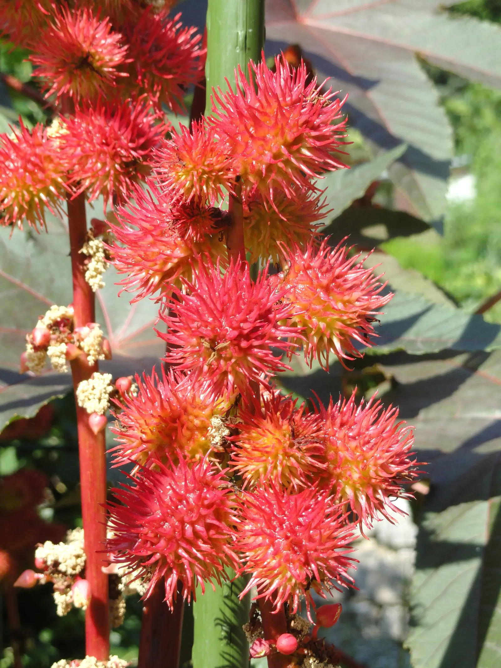 Castor Bean, Palma Christi (Ricinus Communis) — fast-growing specimen that can add a bold architectural statement to any garden
