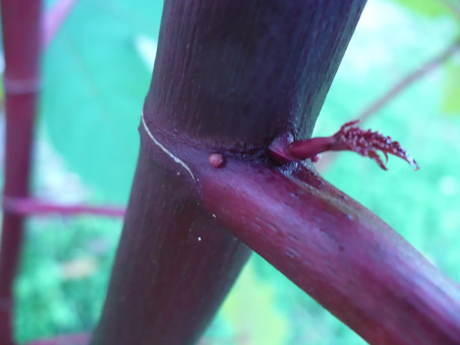 Castor Bean, Palma Christi (Ricinus Communis) — This perennial is often grown as an annual in temperate climates due to its sensitivity to frost, image 81