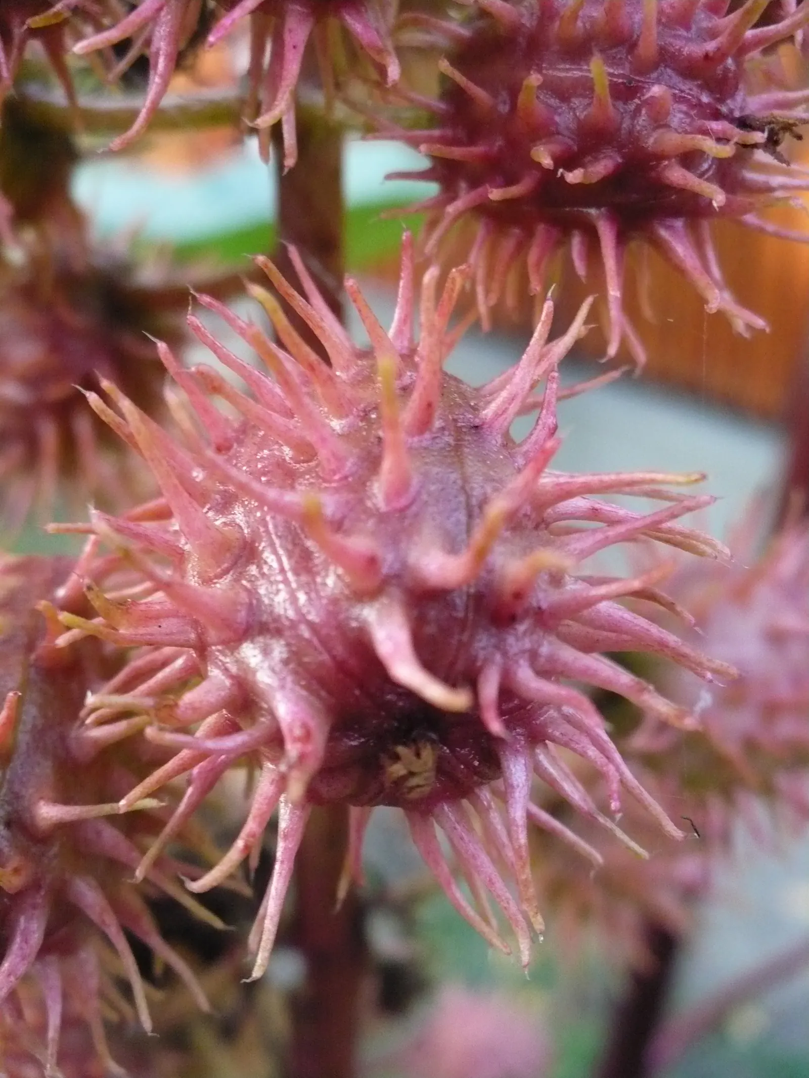Castor Bean, Palma Christi (Ricinus Communis) — from deep green to purplish-red; this perennial is often grown as an annual in temperate climates, image 132