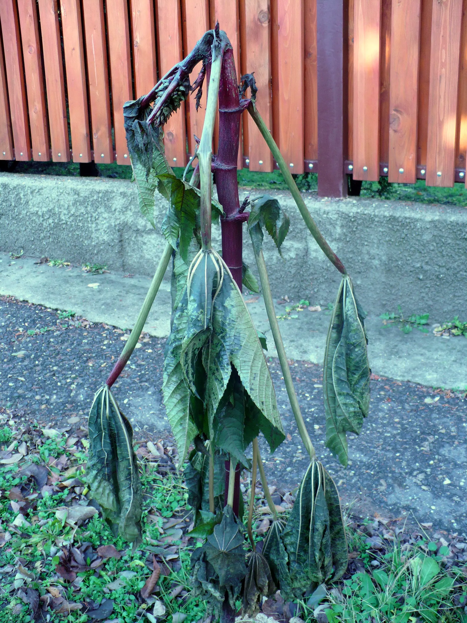 Castor Bean, Palma Christi (Ricinus Communis) — While the seeds are noteworthy for containing ricin; hardy in zones 9-11, grown as an annual in, image 63