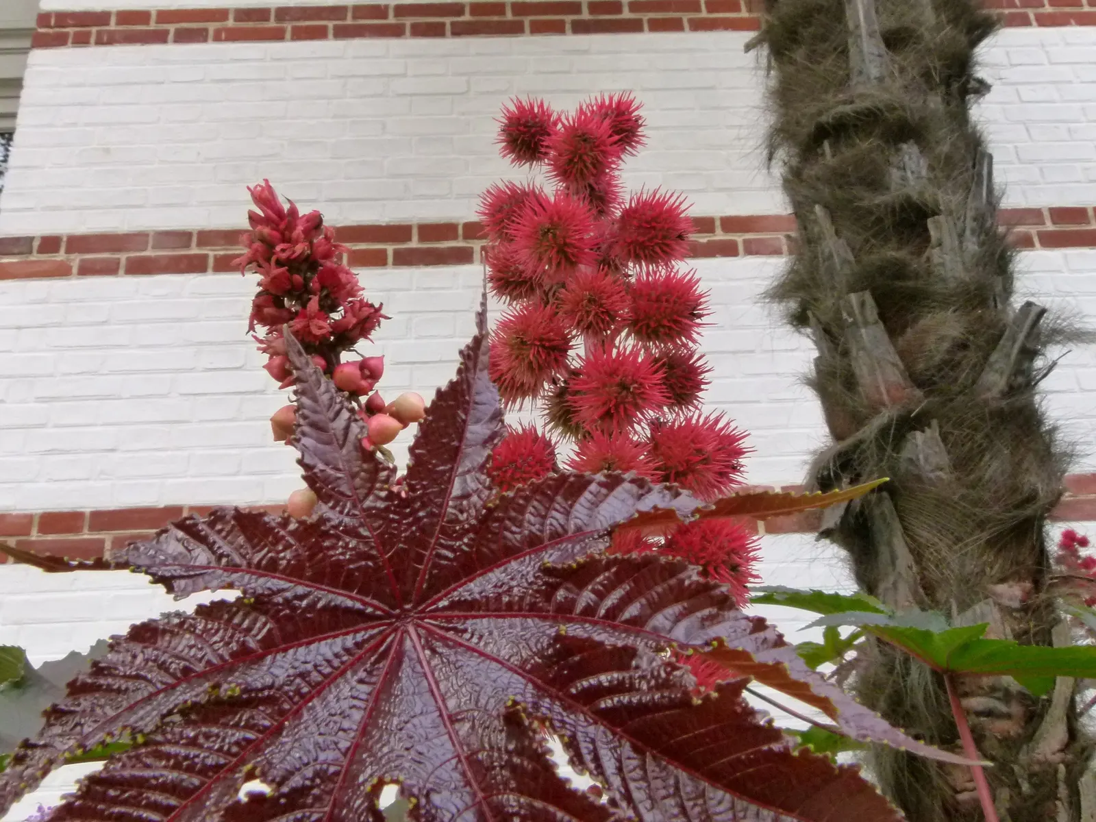 Castor Bean, Palma Christi (Ricinus Communis) — fast-growing tropical perennial reaching up to 10 feet in height; ricinus communis comes in a, image 98