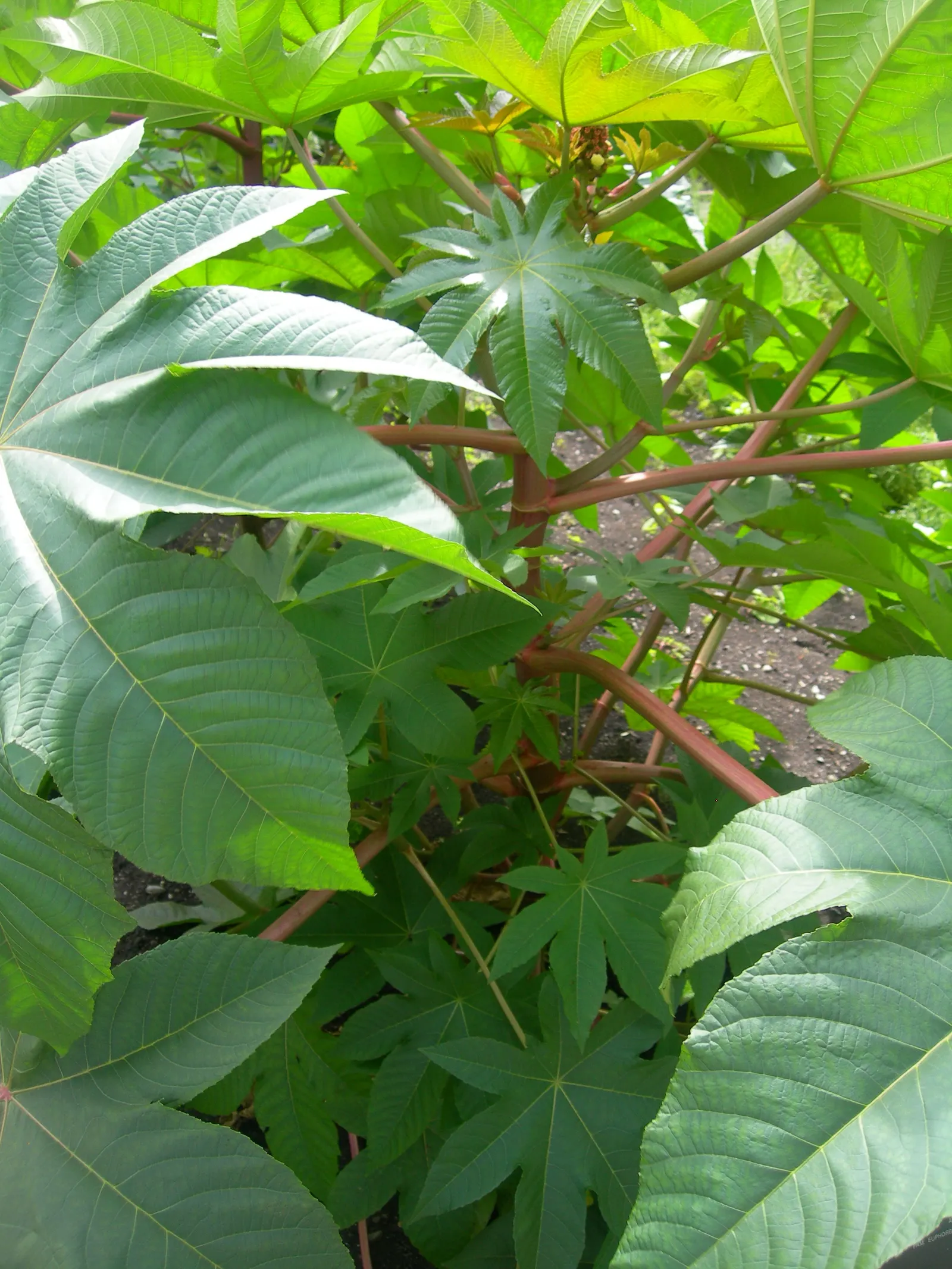 Castor Bean, Palma Christi (Ricinus Communis) — Ample space is essential, as the plant can spread 3 to 4 feet wide; historically used for medicinal, image 92