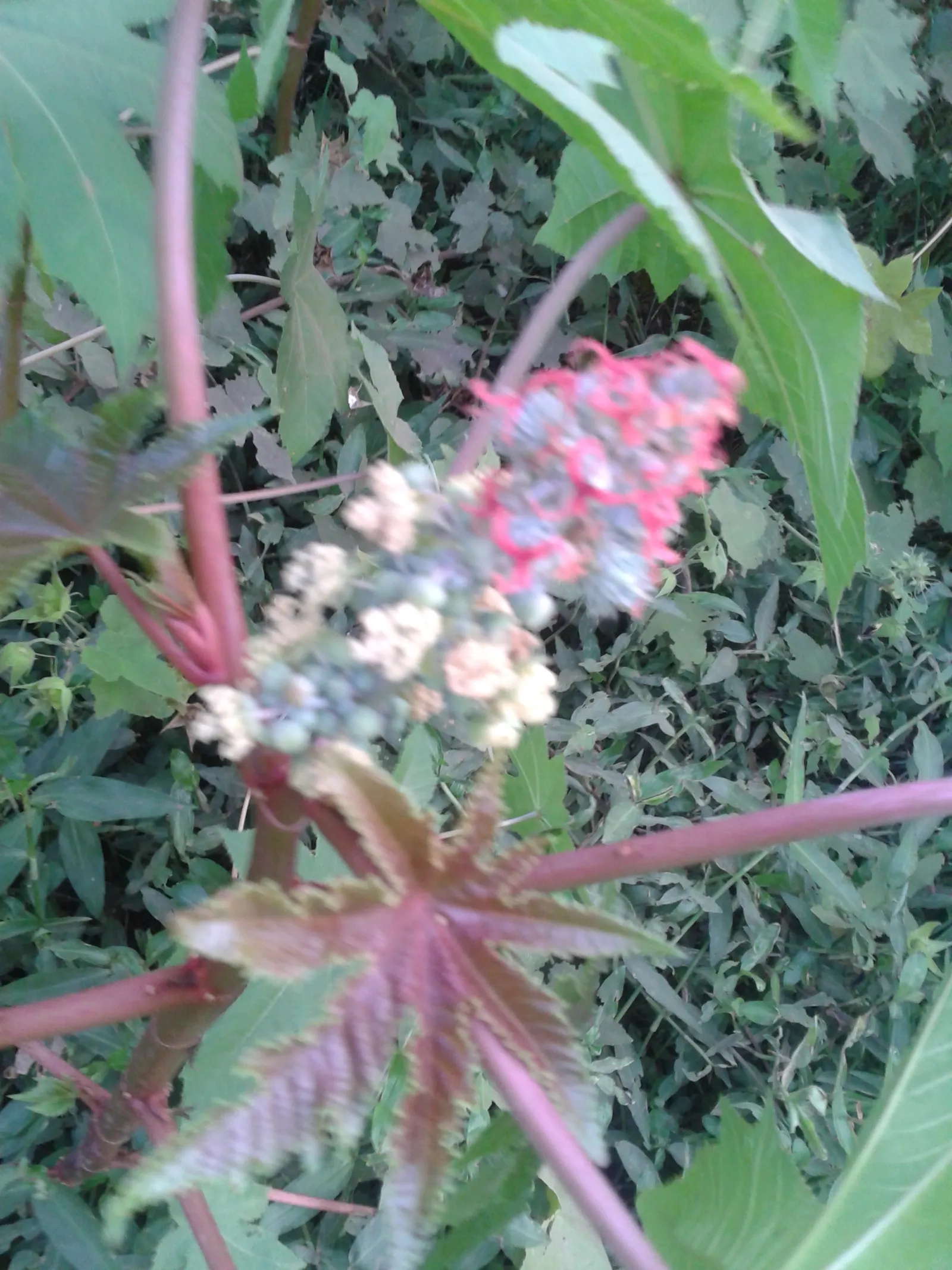 Castor Bean, Palma Christi (Ricinus Communis) — Prefers full sun and well-drained soil; fast-growing specimen that can add a bold architectural, image 53