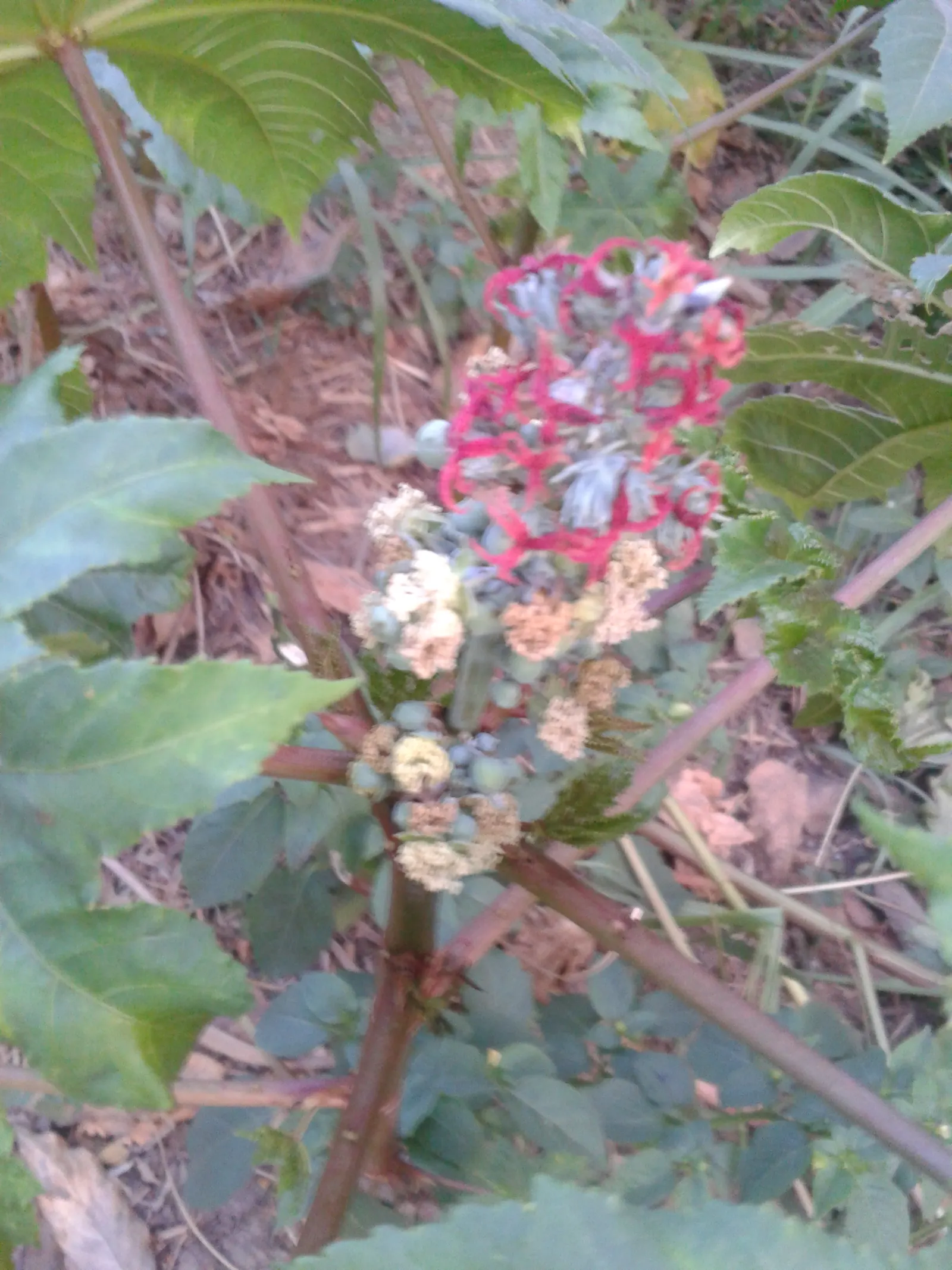Castor Bean, Palma Christi (Ricinus Communis) — This perennial is often grown as an annual in temperate climates due to its sensitivity to frost, image 105