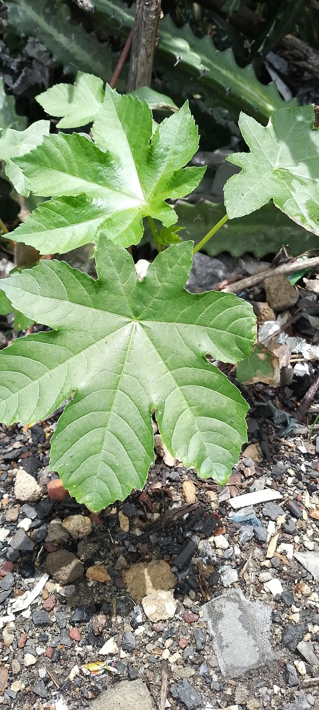 Castor Bean, Palma Christi (Ricinus Communis) — Caution: all plant parts contain toxic ricin, especially the seeds; the Castor Bean 'Ricinus, image 52