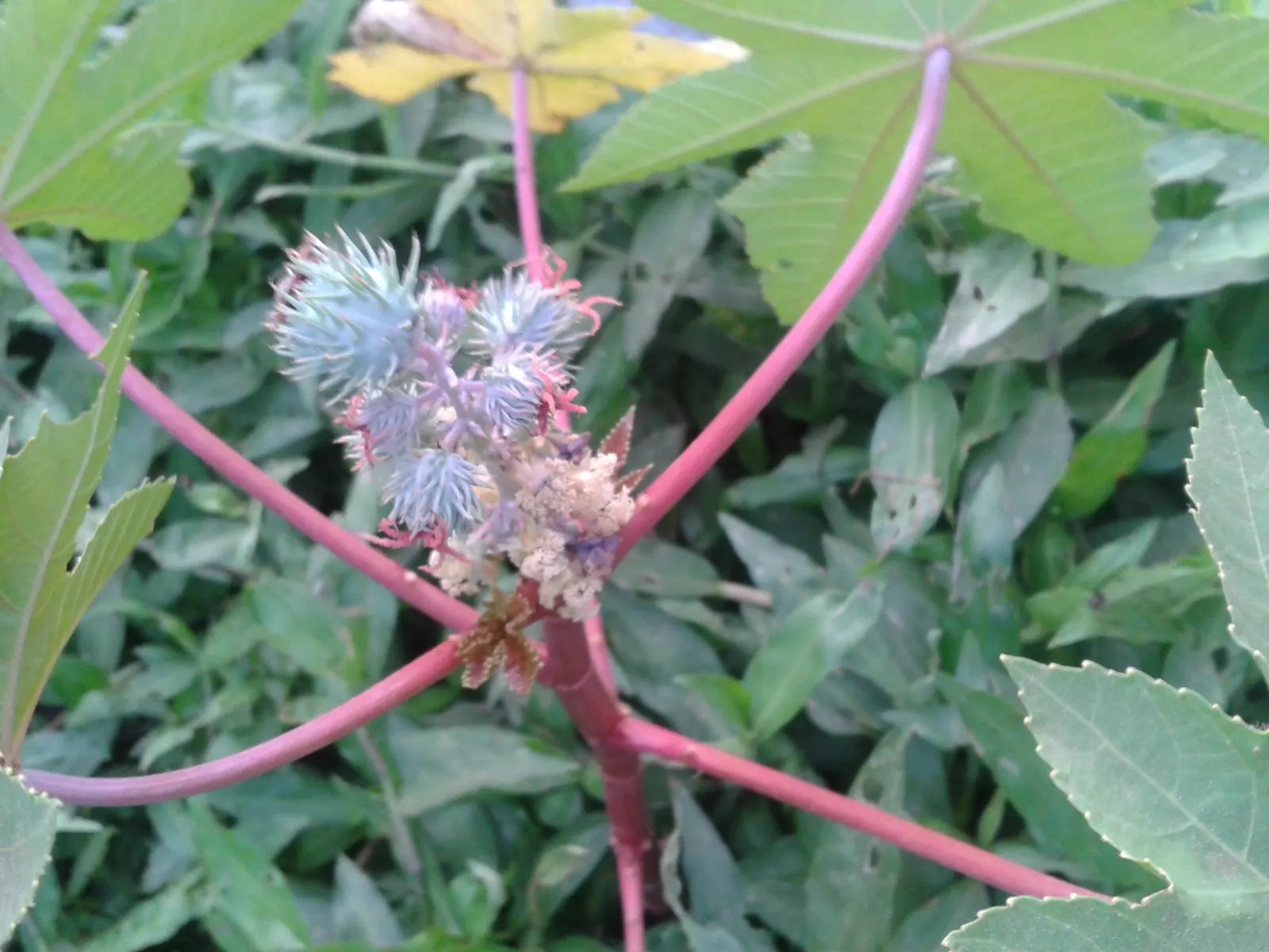 Castor Bean, Palma Christi (Ricinus Communis) — palmate leaves that can span up to 2 feet wide; they prefer full sun and thrive in rich, image 106