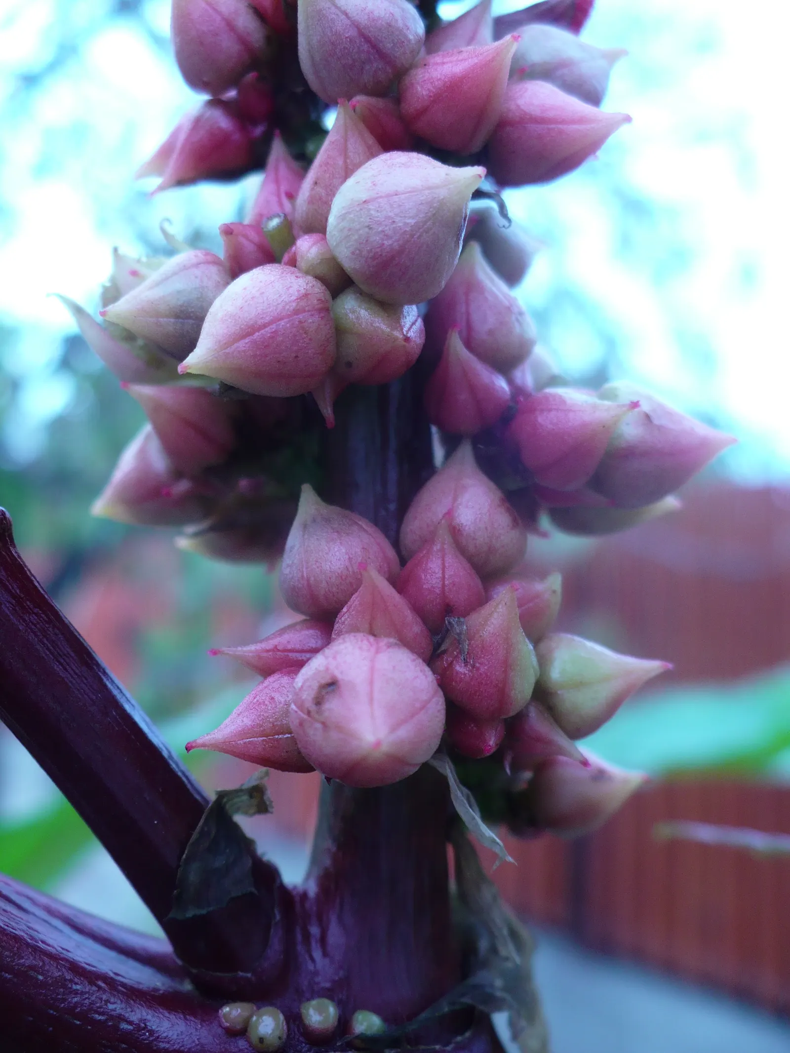 Castor Bean, Palma Christi (Ricinus Communis) — and handle with care during planting and maintenance