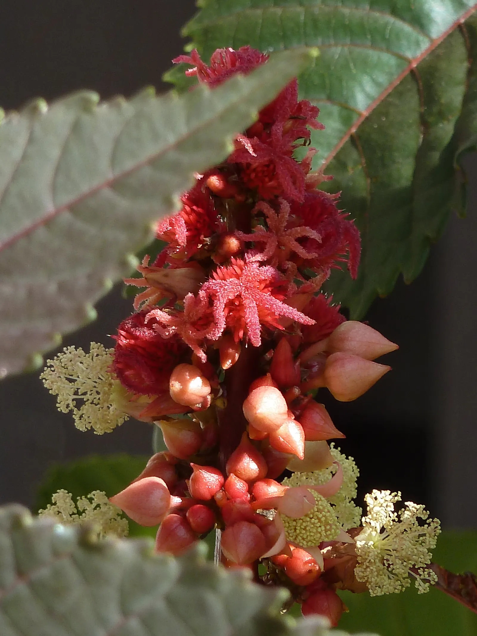 Castor Bean, Palma Christi (Ricinus Communis) — The Castor Bean 'Ricinus communis'; caution: all plant parts contain toxic ricin, especially the, image 145