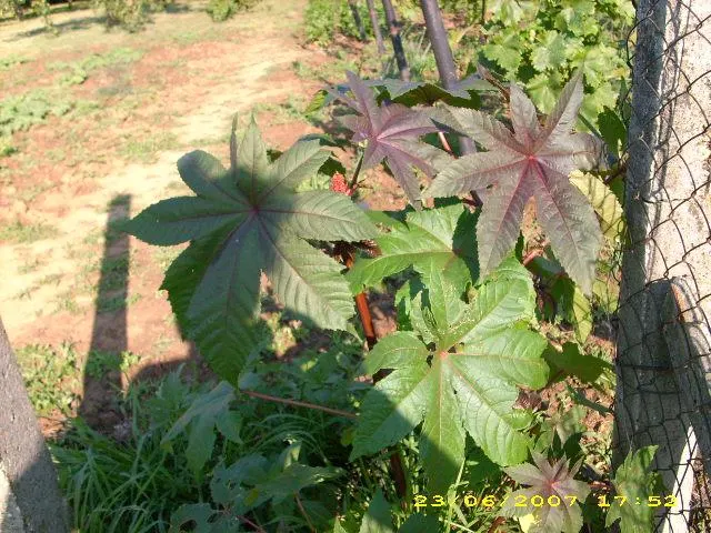 Castor Bean, Palma Christi (Ricinus Communis) — Ample space is essential, as the plant can spread 3 to 4 feet wide; historically used for medicinal, image 116