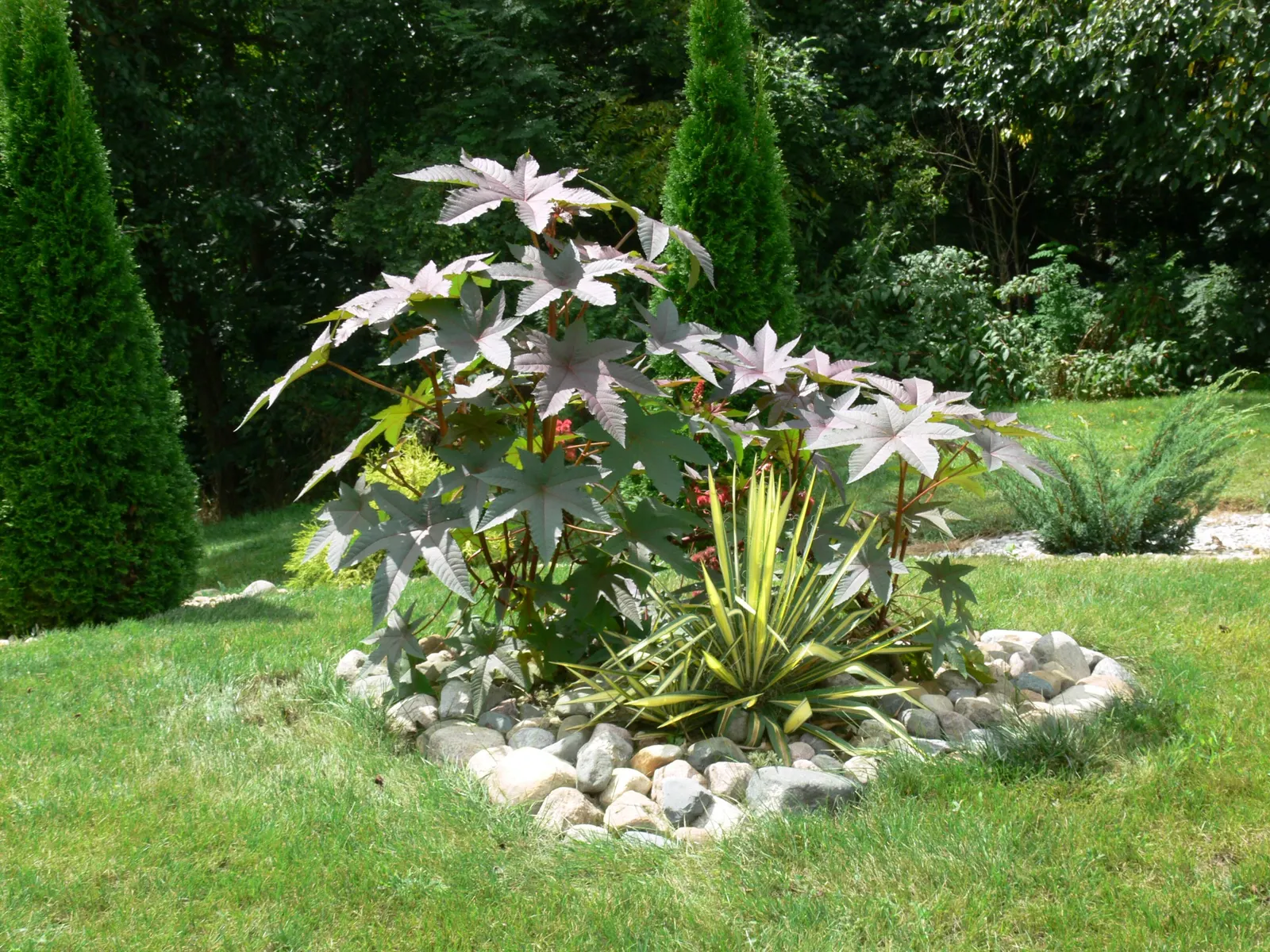 Castor Bean, Palma Christi (Ricinus Communis) — and handle with care during planting and maintenance; mid-summer to fall, the plant produces spiny seed pods