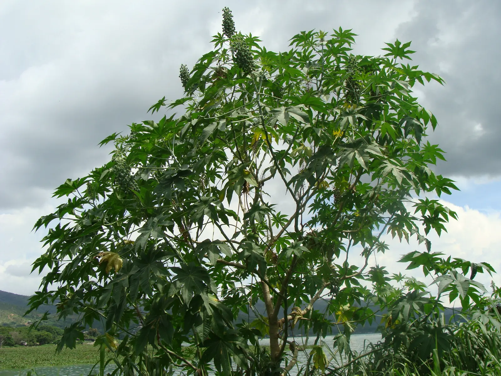 Castor Bean, Palma Christi (Ricinus Communis) — This perennial is often grown as an annual in temperate climates due to its sensitivity to frost; from deep