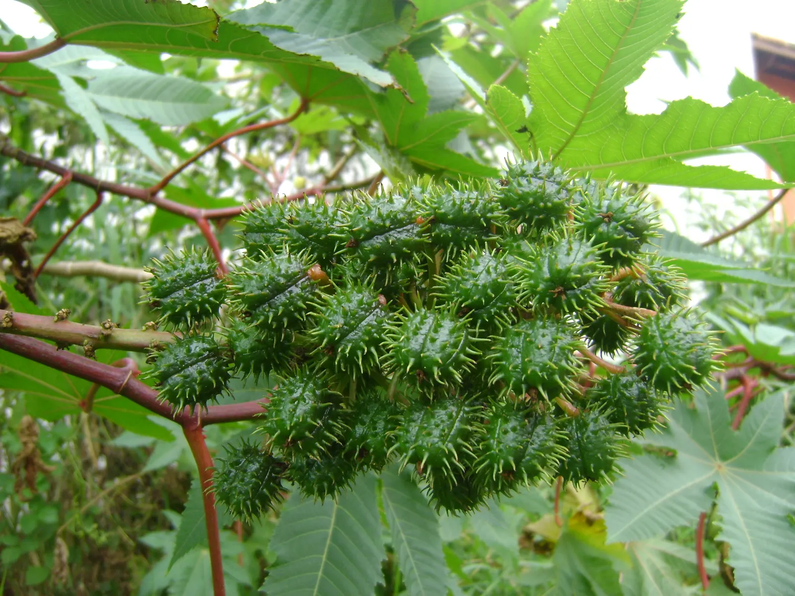 Castor Bean, Palma Christi (Ricinus Communis) — The Castor Bean 'Ricinus communis'; caution: all plant parts contain toxic ricin, especially the, image 49