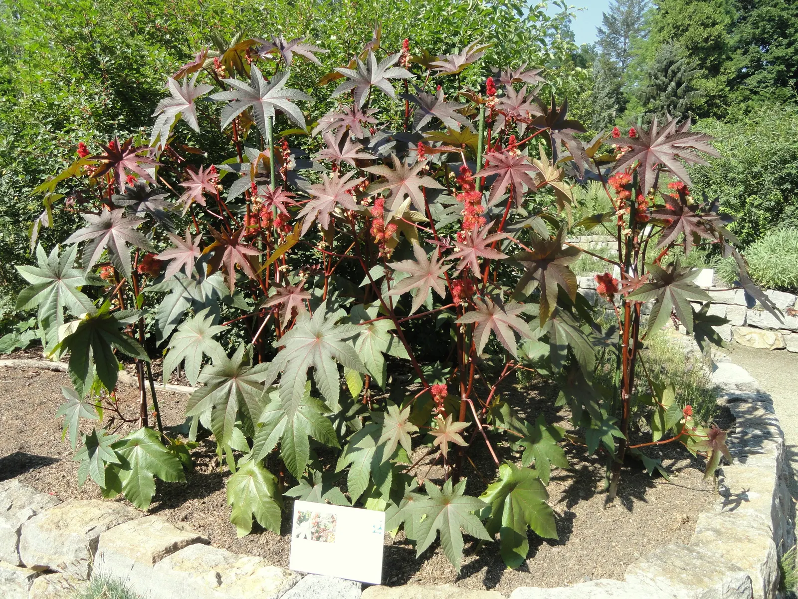 Castor Bean, Palma Christi (Ricinus Communis) — annual / shrub for full or half; regular watering during dry periods will ensure a lush, image 96