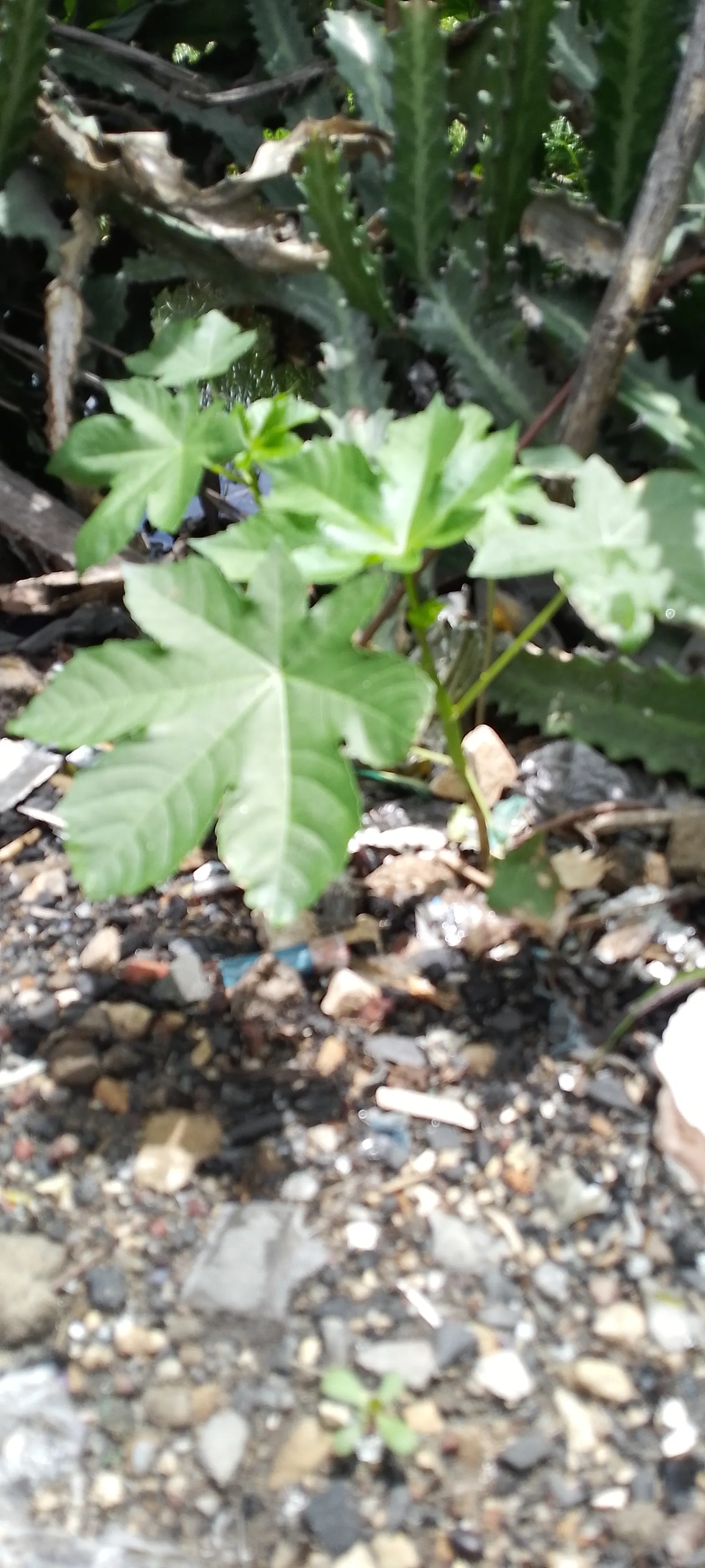 Castor Bean, Palma Christi (Ricinus Communis) — historically used for medicinal purposes.<br><br>Given its rapid growth