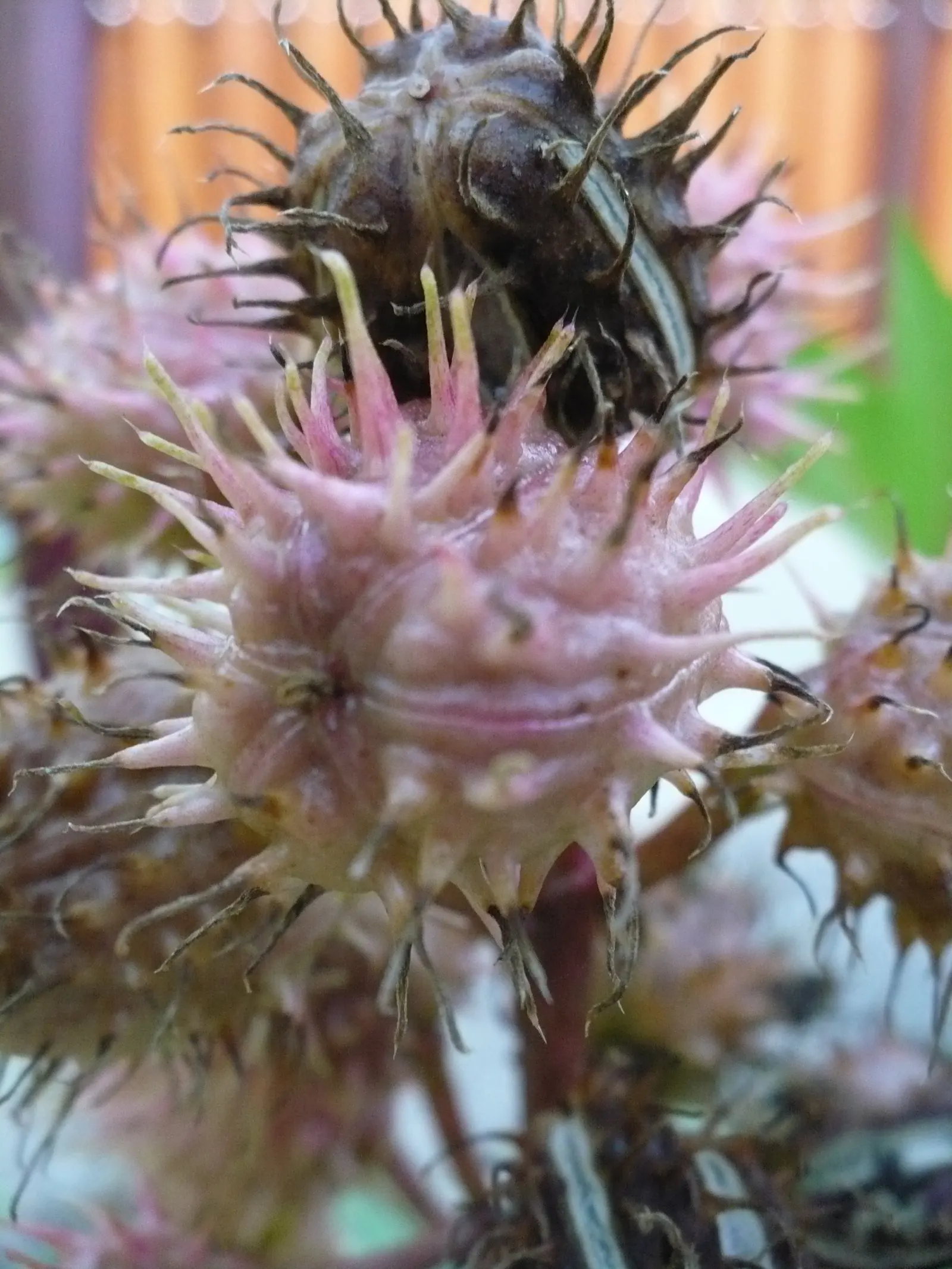 Castor Bean, Palma Christi (Ricinus Communis) — Ample space is essential, as the plant can spread 3 to 4 feet wide; historically used for medicinal, image 140