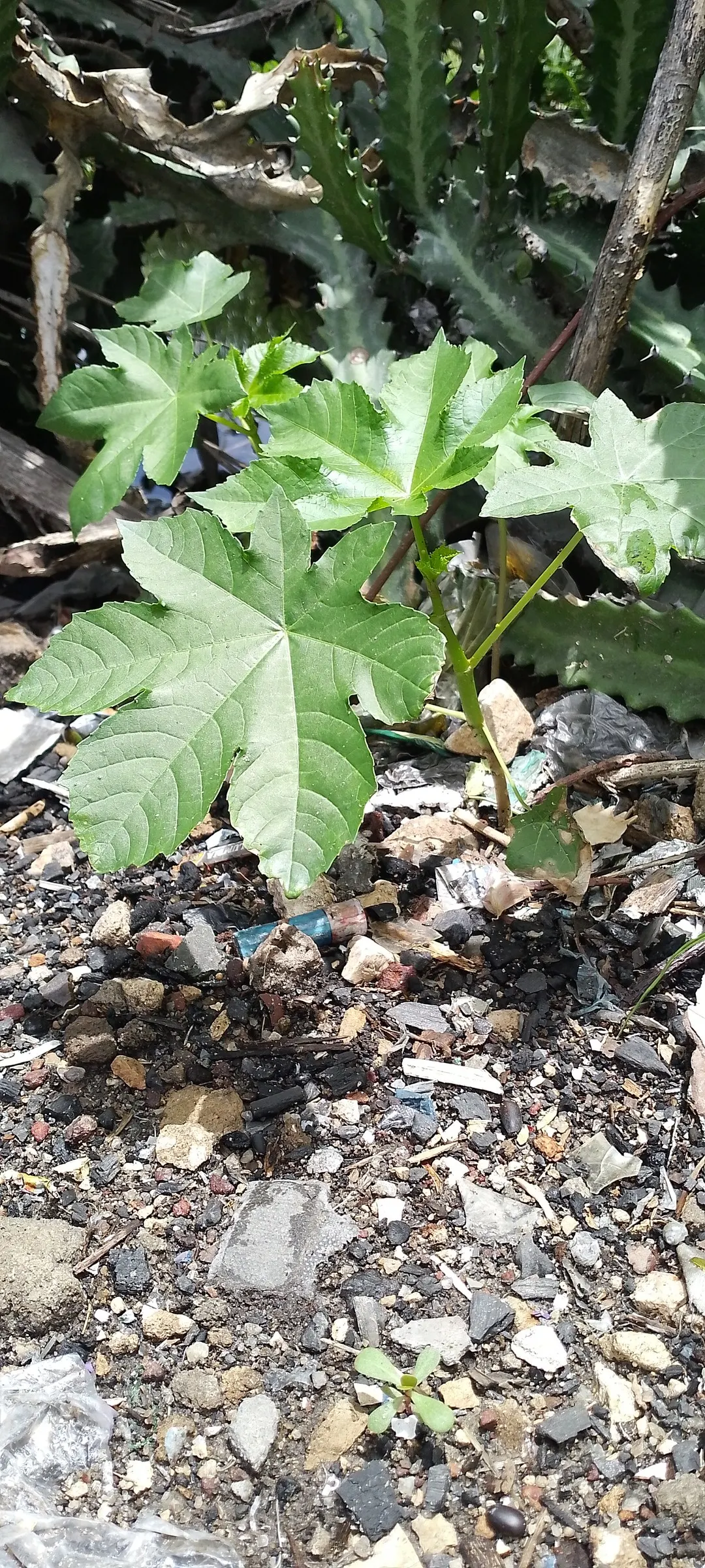 Castor Bean, Palma Christi (Ricinus Communis) — they are also the source of castor oil