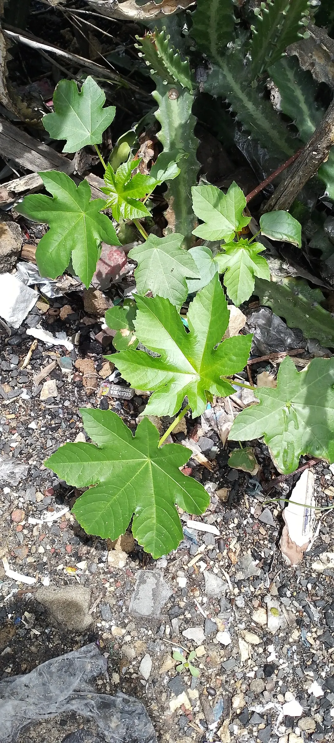 Castor Bean, Palma Christi (Ricinus Communis) — Regular watering during dry periods will ensure a lush, captivating presence; annual / shrub for, image 93