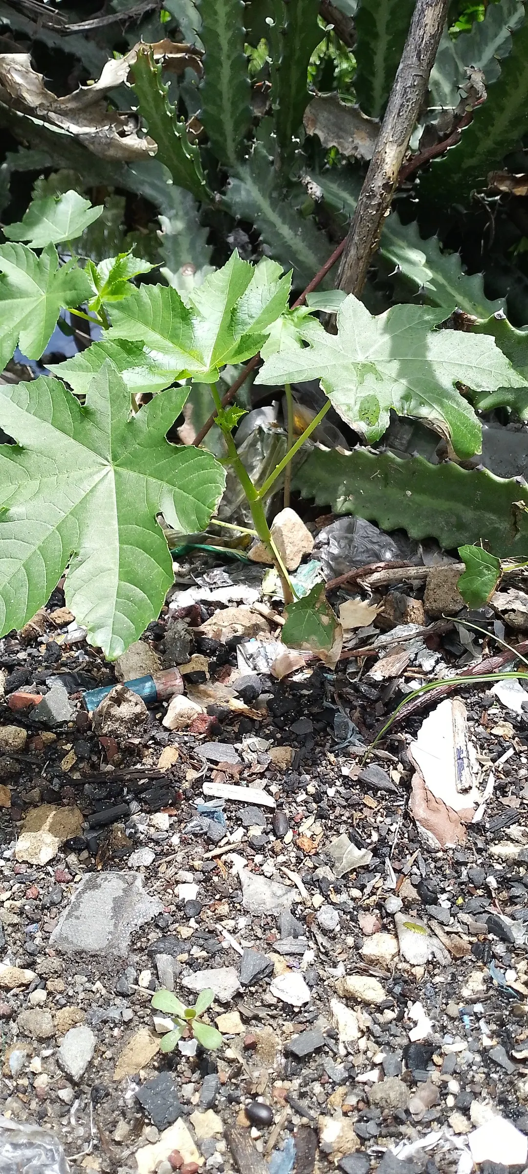 Castor Bean, Palma Christi (Ricinus Communis) — Regular watering during dry periods will ensure a lush, captivating presence; annual / shrub for, image 69