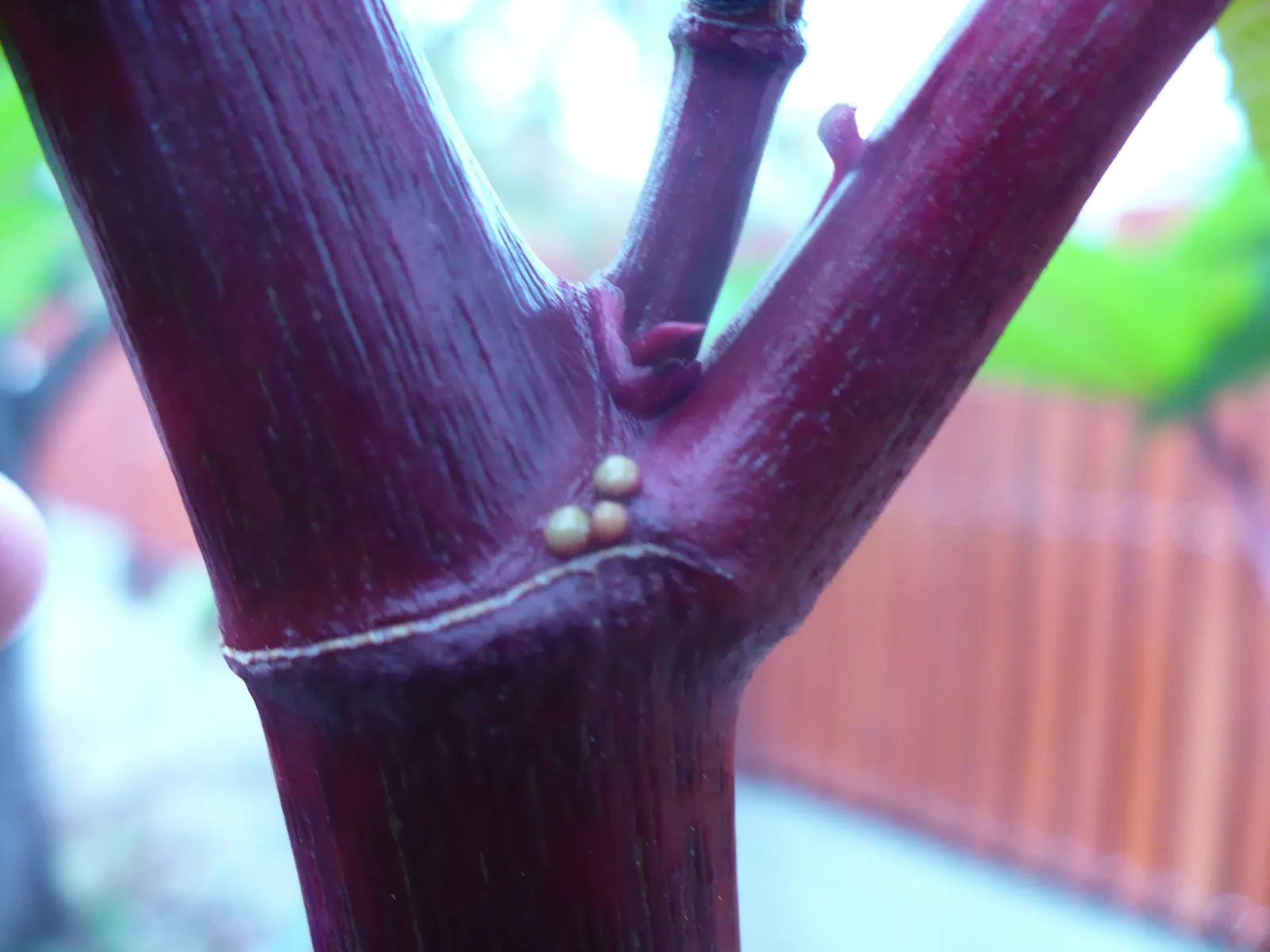 Castor Bean, Palma Christi (Ricinus Communis) — Caution: all plant parts contain toxic ricin, especially the seeds