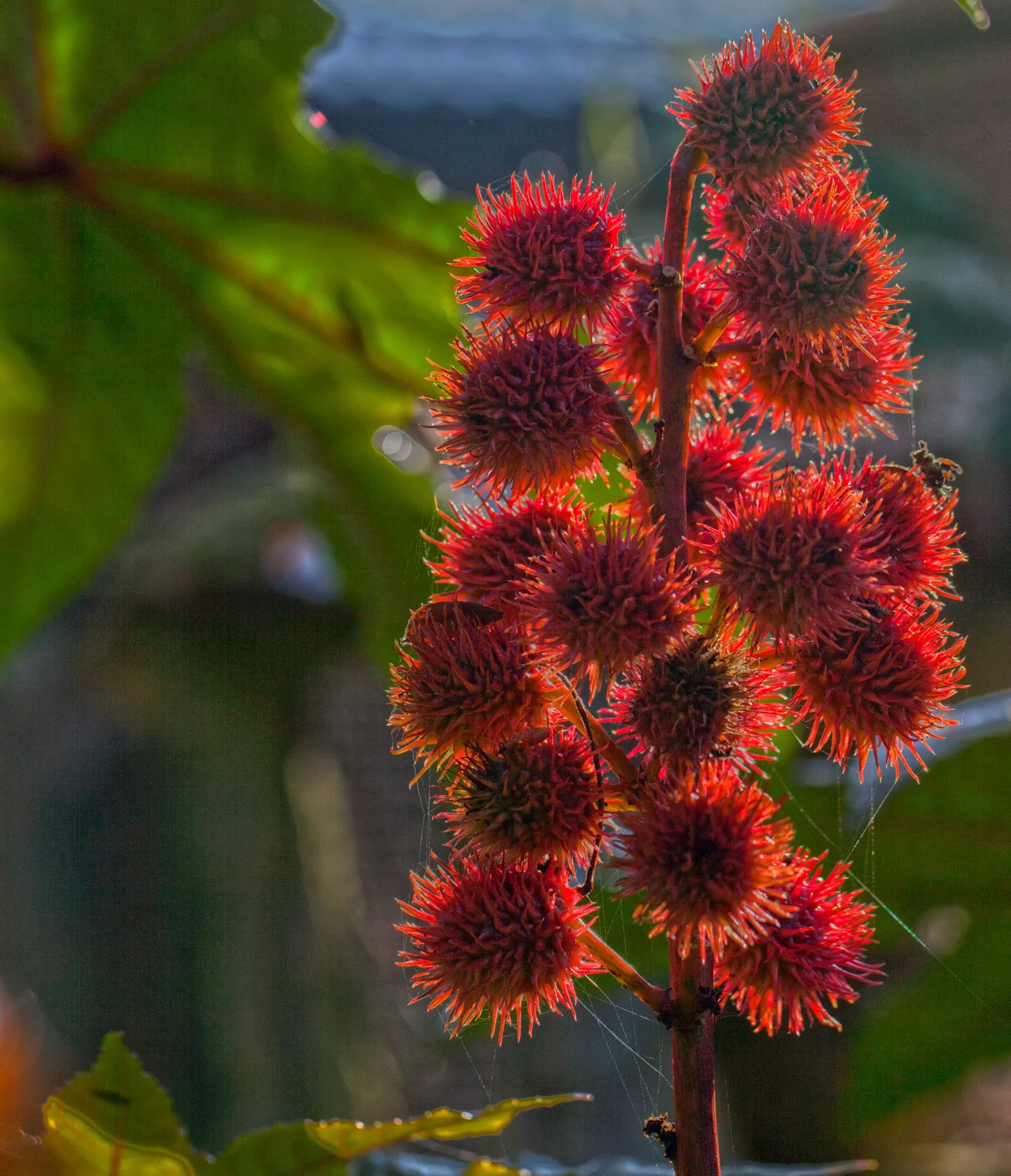 Castor Bean, Palma Christi (Ricinus Communis) — The Castor Bean 'Ricinus communis'; caution: all plant parts contain toxic ricin, especially the, image 73