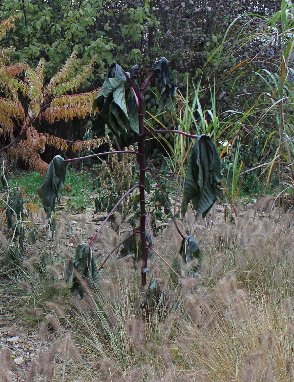 Castor Bean, Palma Christi (Ricinus Communis) — palmate leaves that can span up to 2 feet wide; they prefer full sun and thrive in rich, image 82