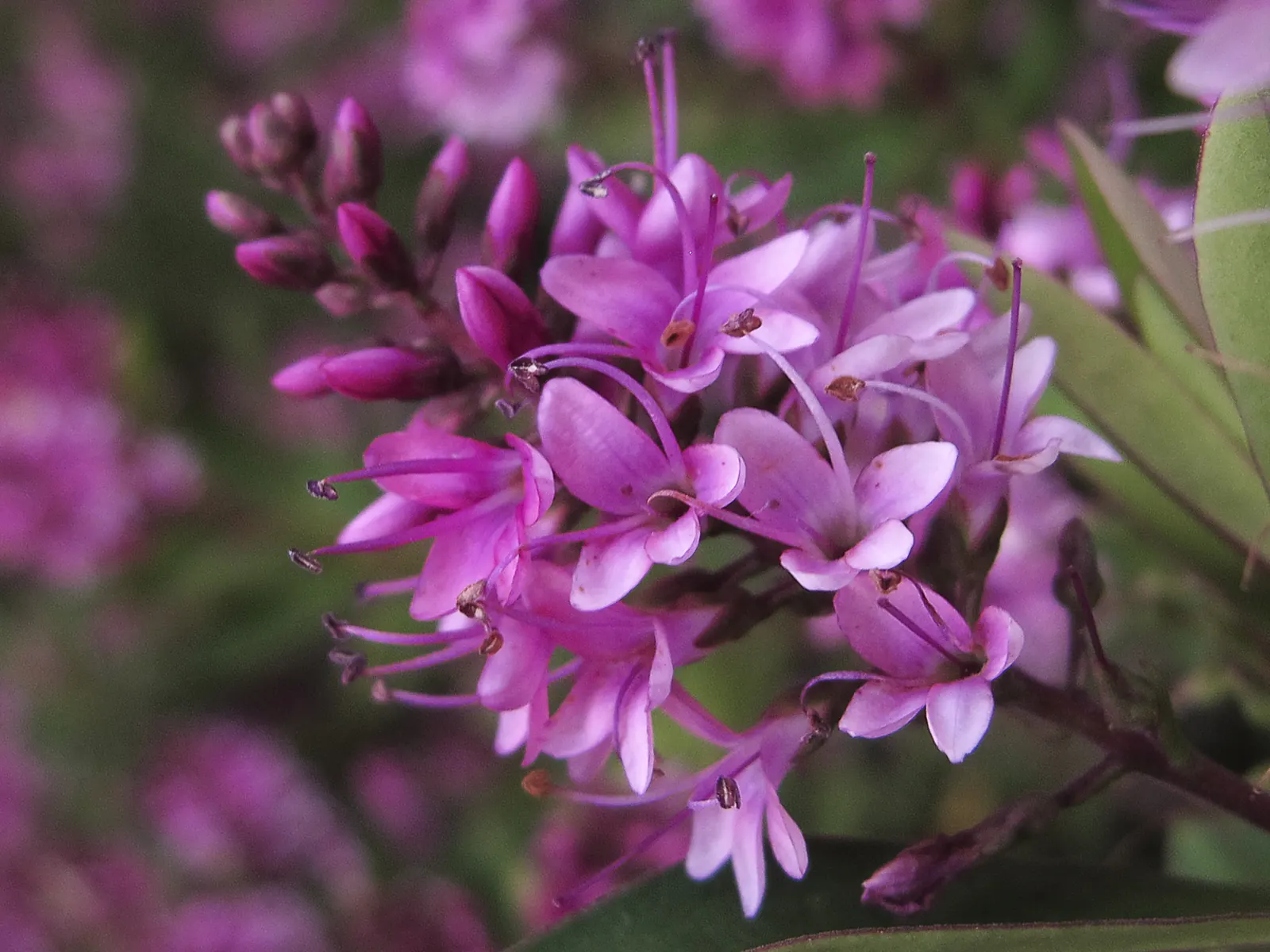 Dwarf Boxleaf Hebe (Hebe Buxifolia) — is a compact evergreen shrub native to New Zealand; making it a versatile element in a variety of garden