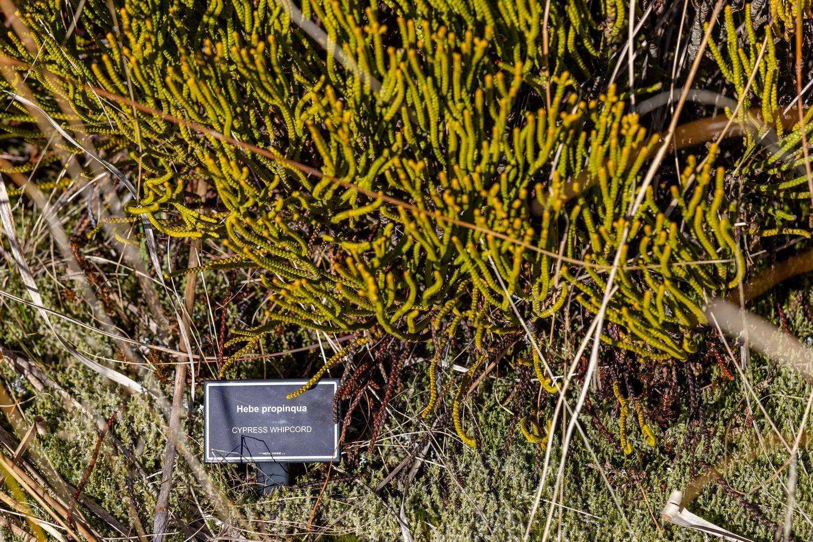 Dwarf Boxleaf Hebe (Hebe Buxifolia) — is a compact evergreen shrub native to New Zealand