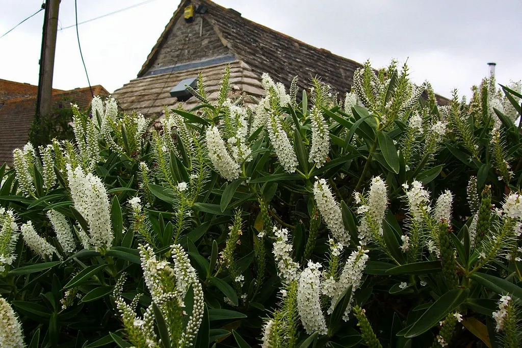Dwarf Boxleaf Hebe (Hebe Buxifolia) — box-like leaves and blooms white to pale blue flowers in early summer; although it will tolerate a wide range of soil