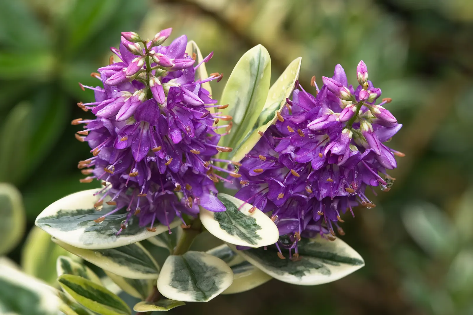 Dwarf Boxleaf Hebe (Hebe Buxifolia) — Hebe buxifolia, the Dwarf Boxleaf Hebe, is admired for its compact growth habit, reaching 2-3 feet high/wide