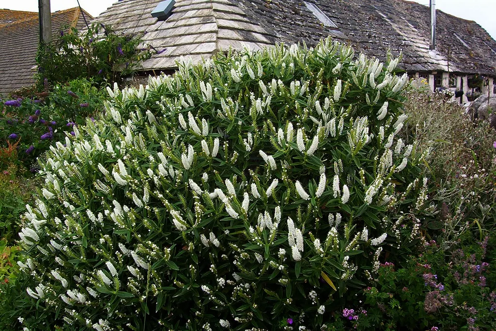 Dwarf Boxleaf Hebe (Hebe Buxifolia) — scientifically known as Hebe buxifolia; glossy appearance that contrasts beautifully against its delicate white to pale