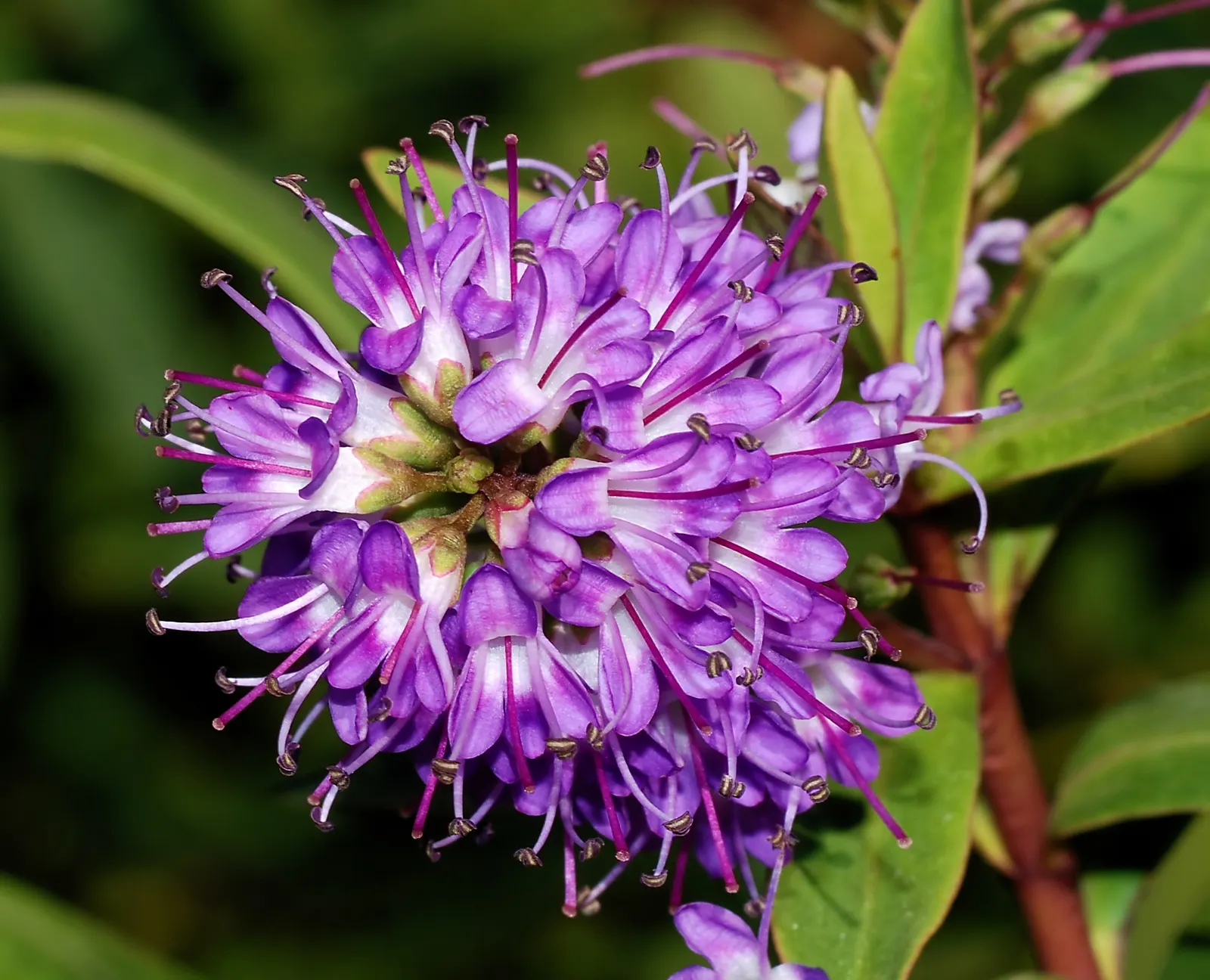 Dwarf Boxleaf Hebe (Hebe Buxifolia) — Hebe buxifolia, the Dwarf Boxleaf Hebe, is admired for its compact growth habit, reaching 2-3 feet high/wide; it thrives