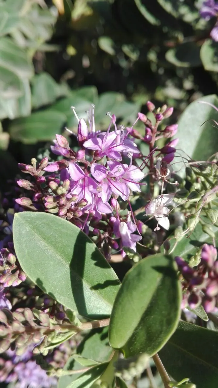 Dwarf Boxleaf Hebe (Hebe Buxifolia) — Hebe buxifolia prefers well-draining soil and a site that receives full to partial sun