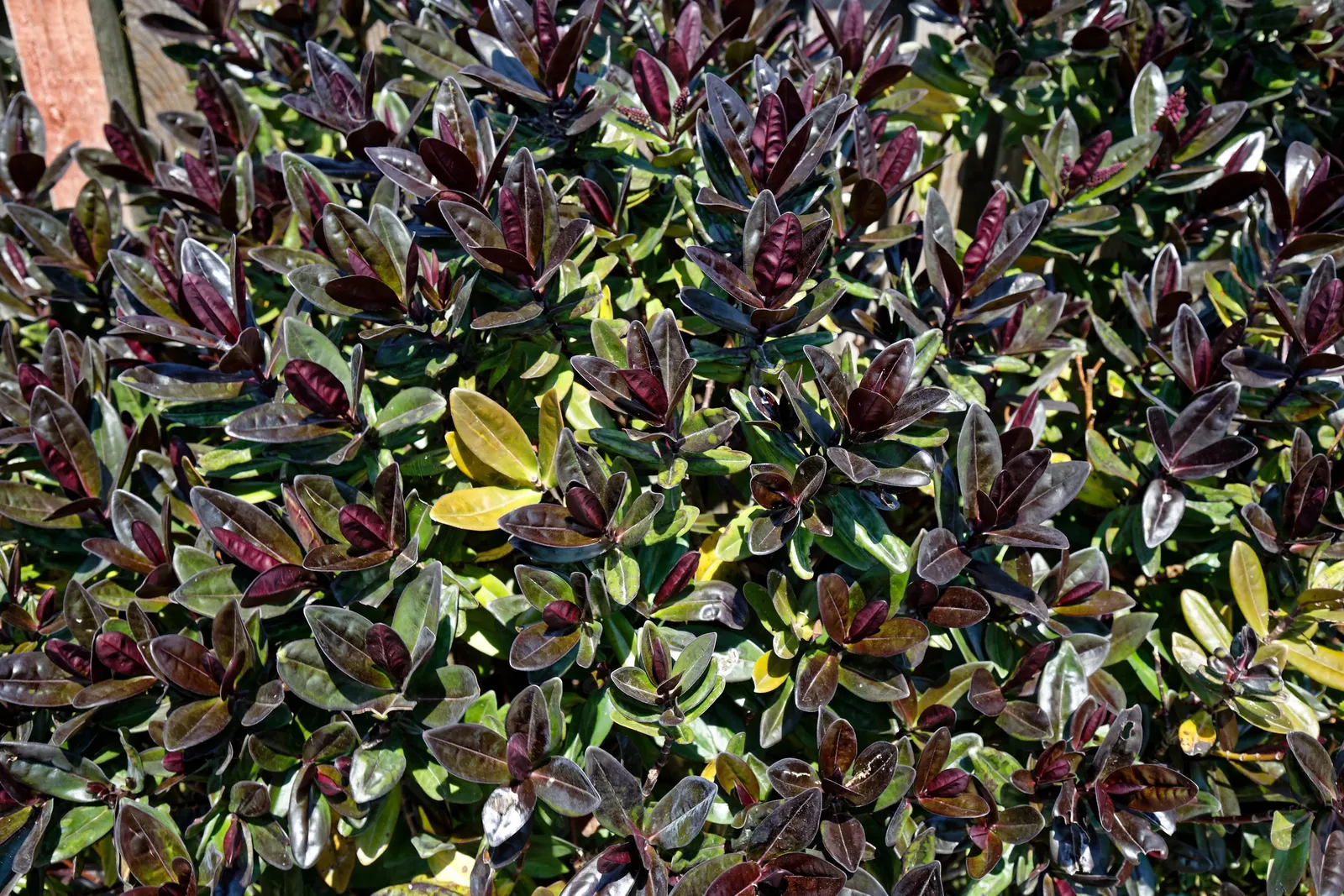 Dwarf Boxleaf Hebe (Hebe Buxifolia) — ideal for adding structure and year-round interest to a landscape design