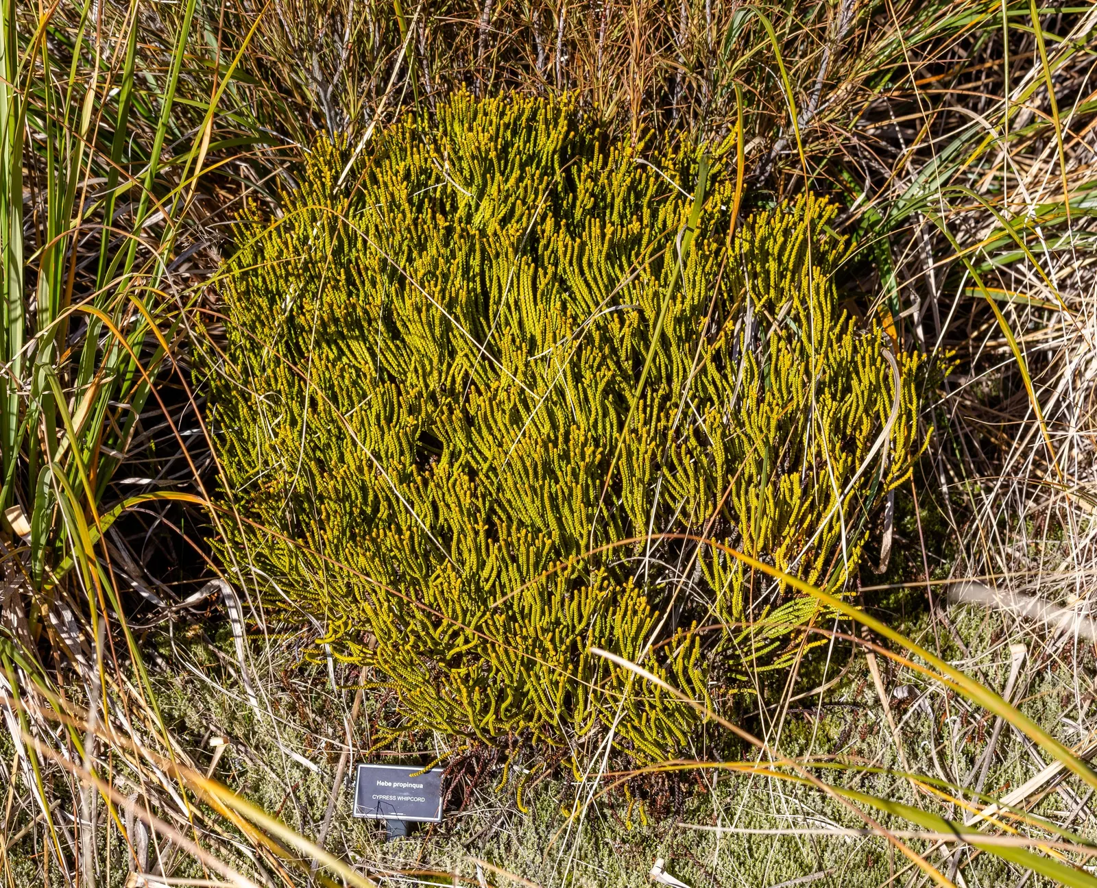 Dwarf Boxleaf Hebe (Hebe Buxifolia) — The plant is hardy to USDA zones 8 to 11 and withstands coastal conditions