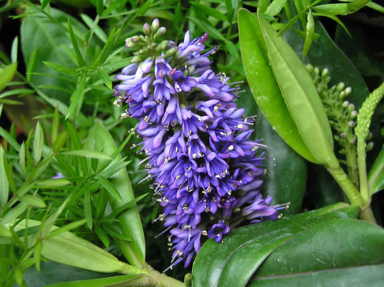 Dwarf Boxleaf Hebe (Hebe Buxifolia) — making it a suitable choice for borders