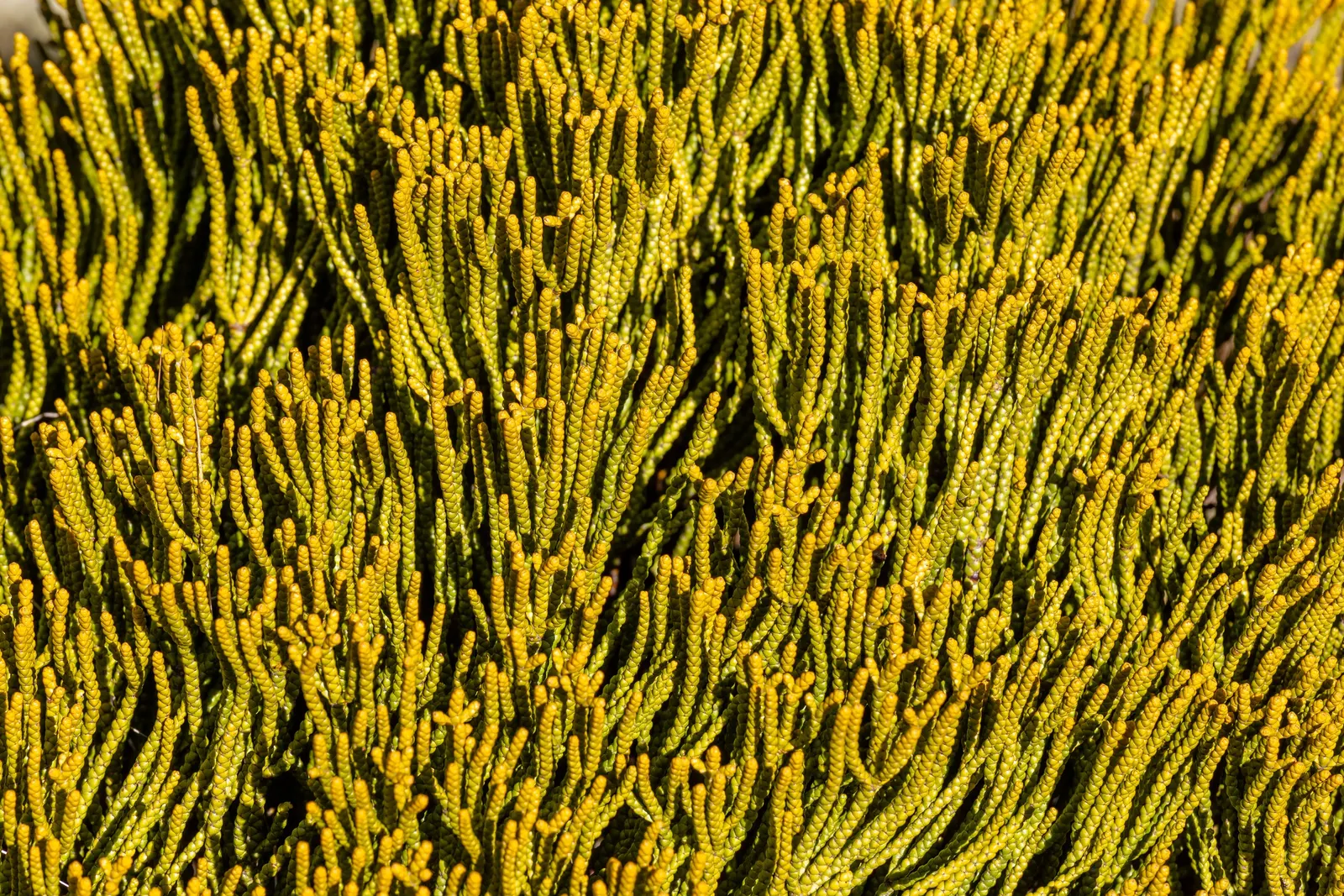 Dwarf Boxleaf Hebe (Hebe Buxifolia) — it is essential to highlight the plant's low maintenance needs