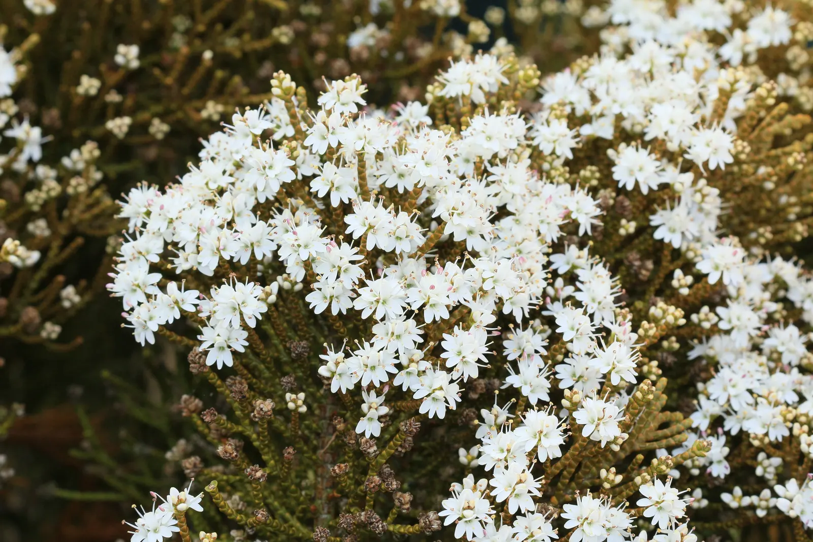 Dwarf Boxleaf Hebe (Hebe Buxifolia) — box-like leaves and blooms white to pale blue flowers in early summer