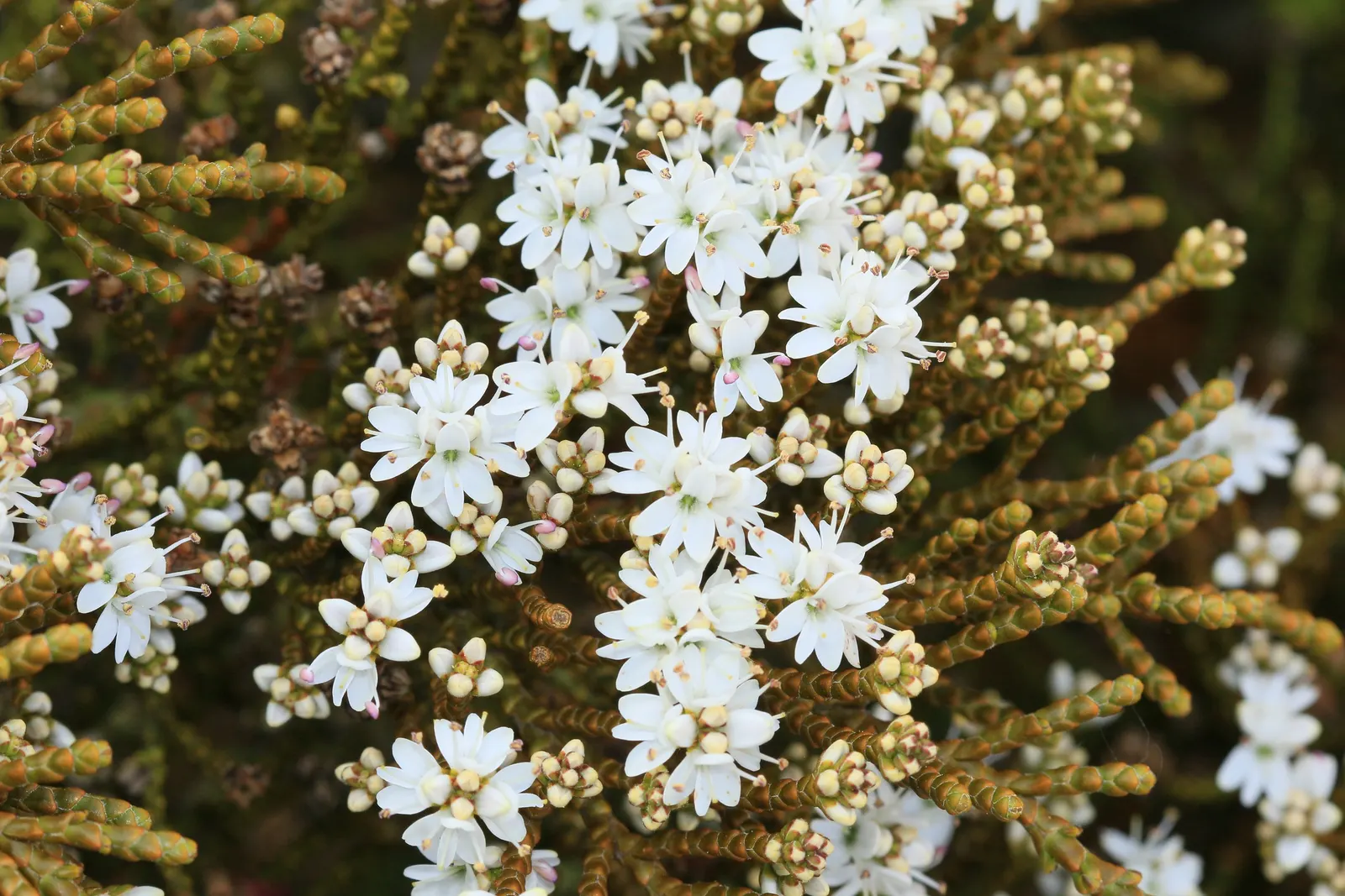 Dwarf Boxleaf Hebe (Hebe Buxifolia) — scientifically known as Hebe buxifolia