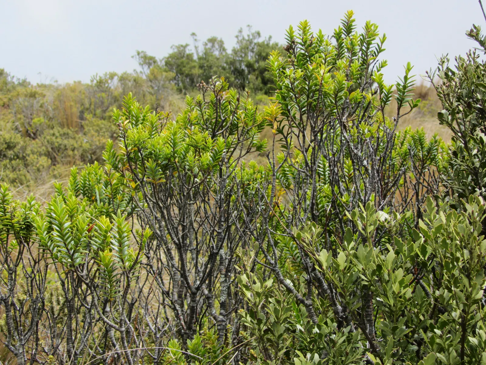 Dwarf Boxleaf Hebe (Hebe Buxifolia) — although it will tolerate a wide range of soil conditions and is somewhat drought-resistant once established