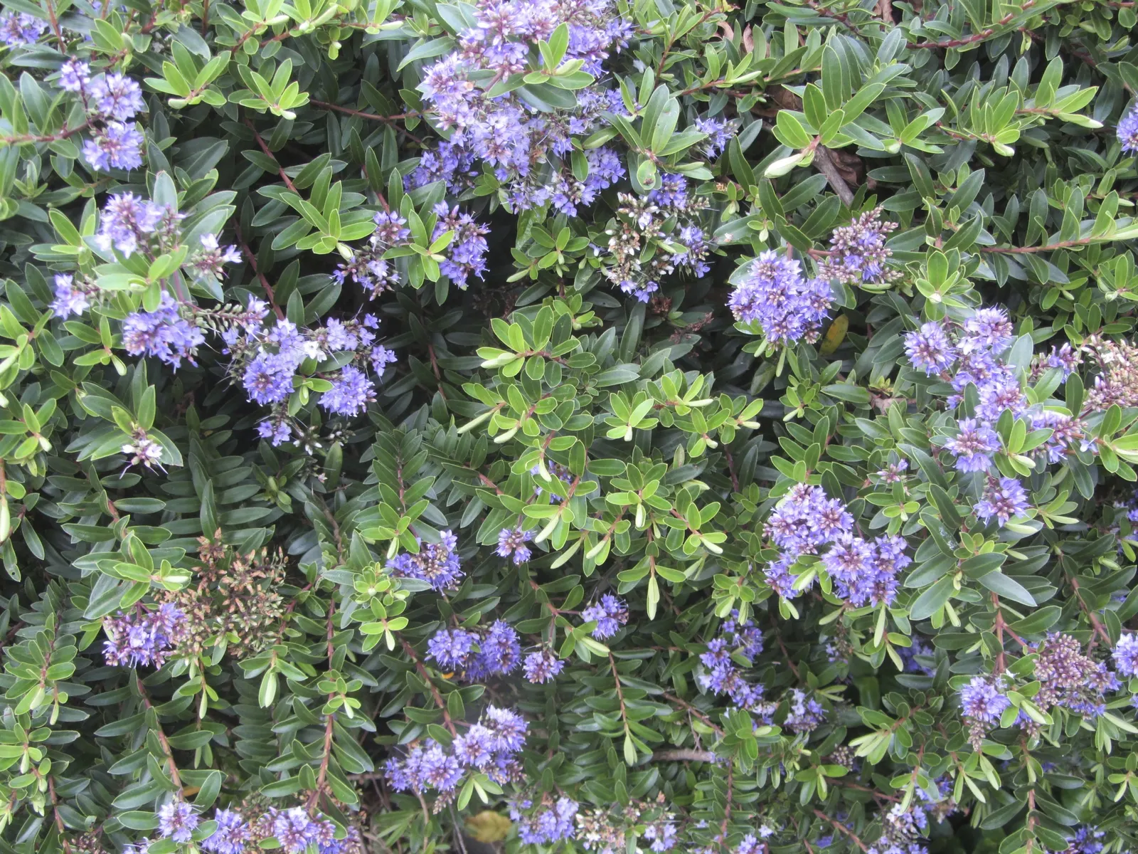 Dwarf Boxleaf Hebe (Hebe Buxifolia) — shrub with white blooms