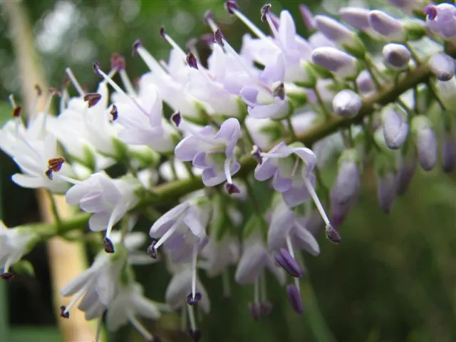 Dwarf Boxleaf Hebe (Hebe Buxifolia) — This evergreen shrub showcases rich green