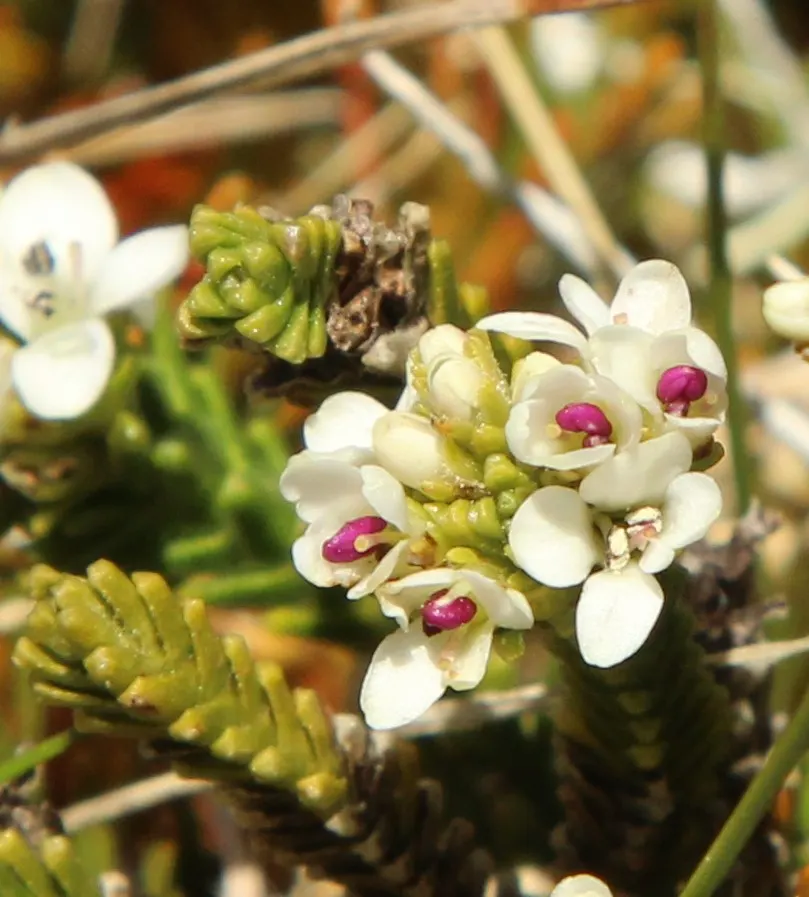 Dwarf Boxleaf Hebe (Hebe Buxifolia) — Flowering occurs in late spring to early summer