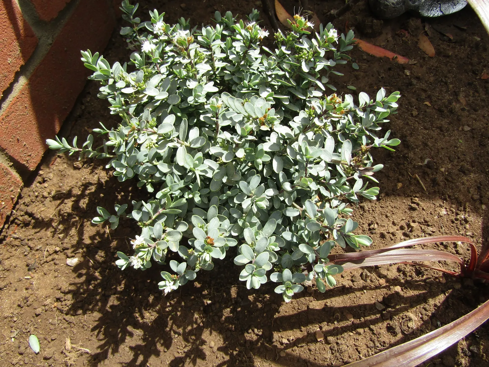 Dwarf Boxleaf Hebe (Hebe Buxifolia) — It thrives in USDA zones 7-10, preferring full sun to partial shade and well-drained soil