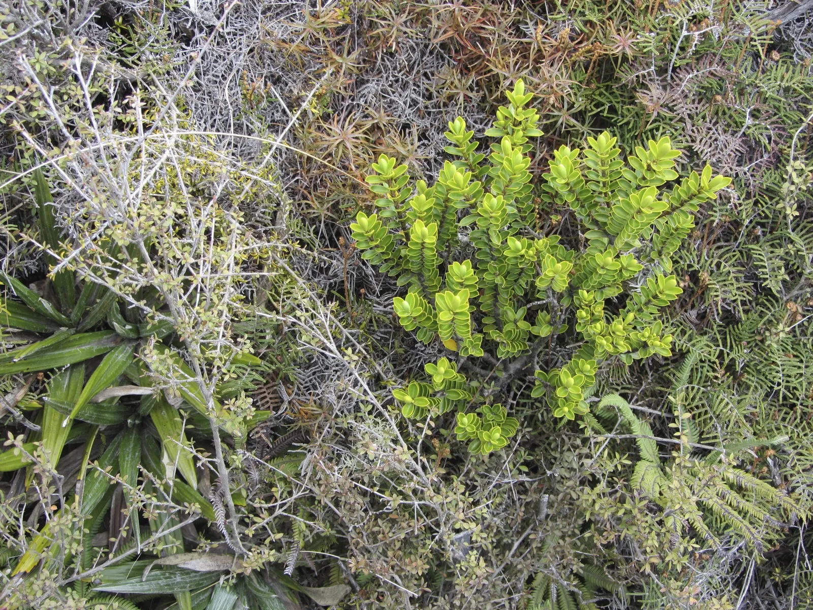 Dwarf Boxleaf Hebe (Hebe Buxifolia) — Occasional pruning can be done to maintain its shape and encourage denser foliage growth