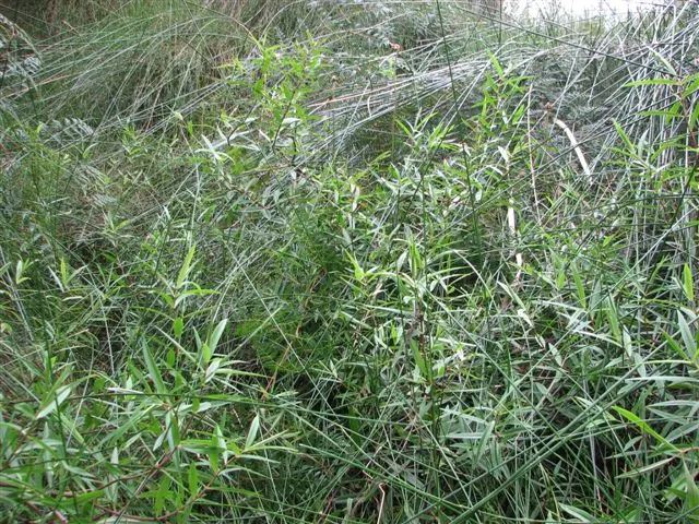 Dwarf Boxleaf Hebe (Hebe Buxifolia) — This hardy cultivar boasts a dense mounding habit